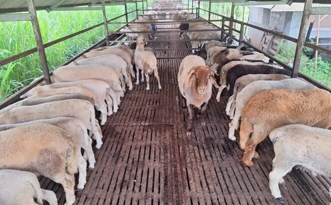 
 Beternak Domba Merino yang Lucu untuk Peliharaan