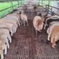 Beternak Domba Merino yang Lucu untuk Peliharaan