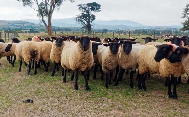 
 Mengenal Jenis Domba Dorper, Premium dari Afsel