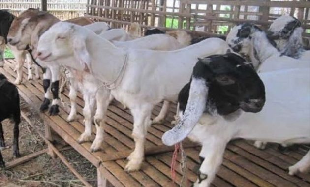 jenis kambing perah