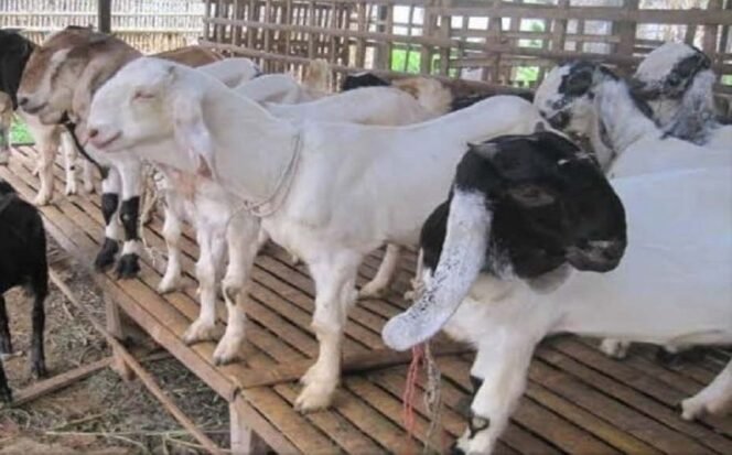 
 Mengenal Jenis Kambing Perah Populer untuk Diternak