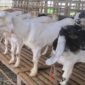 jenis kambing perah