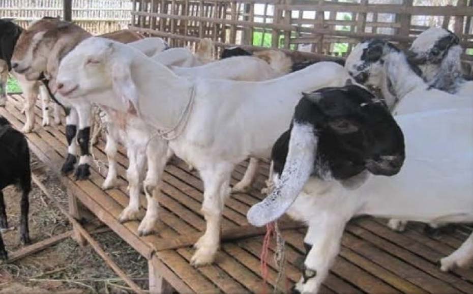 jenis kambing perah