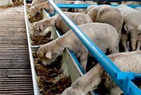 pakan fermentasi untuk domba silase