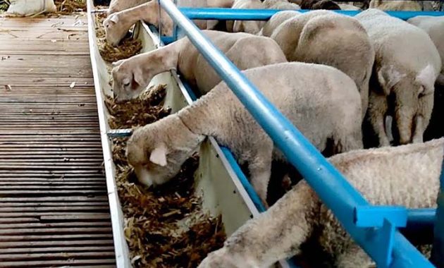 pakan fermentasi untuk domba silase