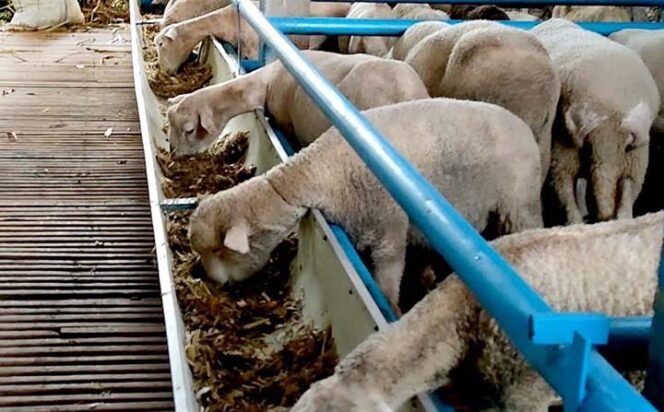 
 Cara Membuat Pakan Fermentasi untuk Domba