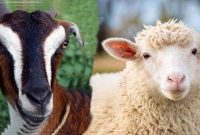 perbedaan kambing dan domba