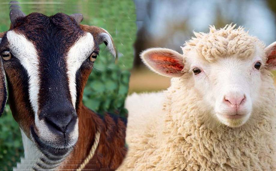 perbedaan kambing dan domba