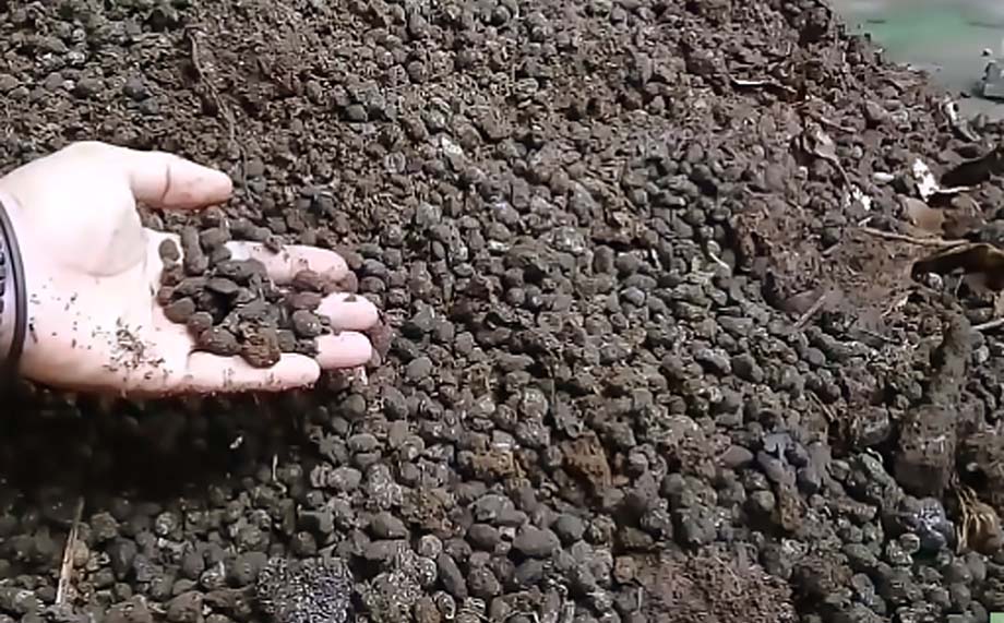 pupuk kandang dari kotoran domba