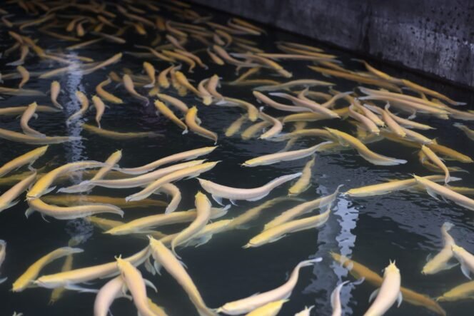 
 Rahasia Budidaya Arwana: Mengintip Bisnis Ikan Hias Berharga Fantastis!