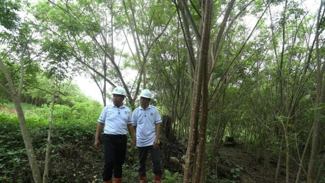 
 BJA Group Tanam 20 Juta Pohon Gamal untuk Bangun Industri Wood Pellet Berkelanjutan