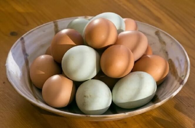 
 Telur Ayam vs Telur Bebek: Mana yang Lebih Sehat untuk Anda? Fakta Nutrisi Terungkap!