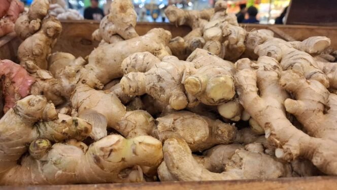 
 Tanam Jahe Sendiri di Rumah: Panduan Lengkap, Hemat, dan Mudah!