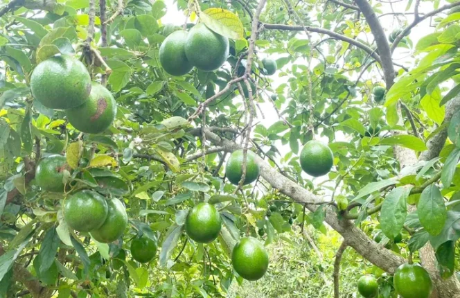 
 Wisata Petik Alpukat di Bojonegoro Tawarkan Sensasi Panen Langsung dari Pohon dan Pesona Agrowisata Pedesaan