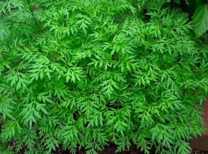 
 Manfaat Daun Kenikir: Lalapan Sederhana dengan Kaya Nutrisi untuk Kesehatan