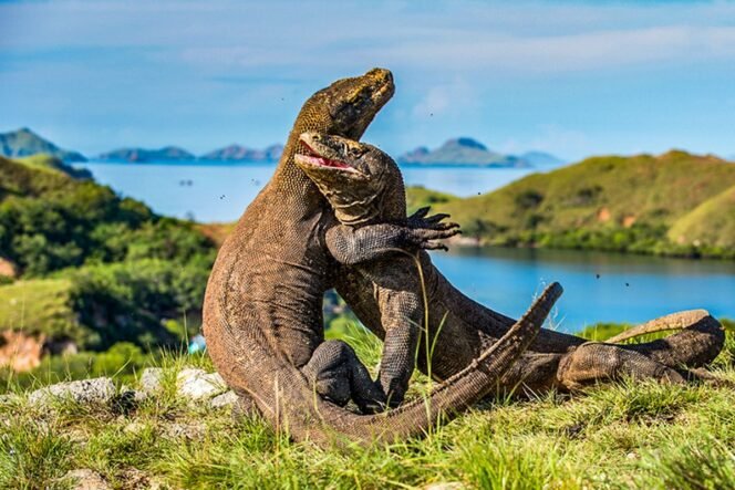 
 Wisatawan Kini Bisa Berlayar Langsung dari Bali ke Taman Nasional Komodo Mulai Desember 2025