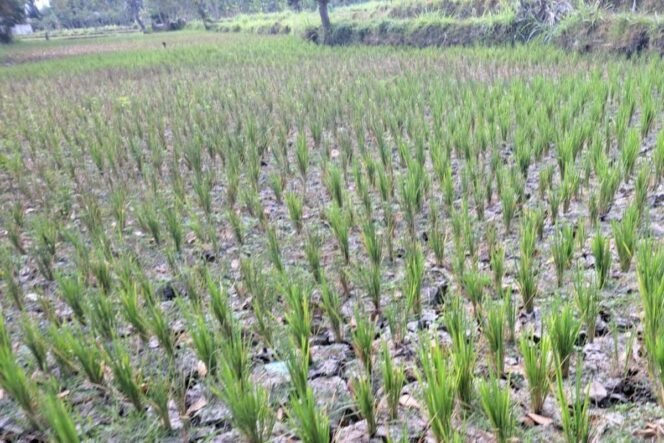 
 Bali Terancam Krisis Pangan, Pemerintah Pusat Desak Penghentian Izin Properti di Lahan Sawah