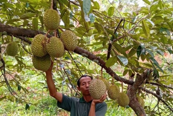 
 Ekspor Durian Ambyar: Vietnam & Malaysia Jaya, Indonesia Malah Impor?