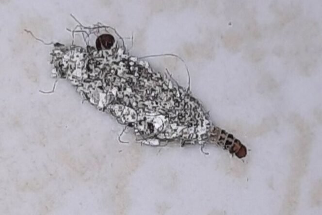 
 Musim Hujan Datang, Kamitetep Menyerang! Ini 8 Cara Ampuh Usir Serangga Pengganggu dari Rumah