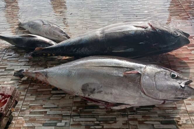 
 MBG: Dari Program Gizi Jadi Berkah Ekonomi Nelayan Kaur