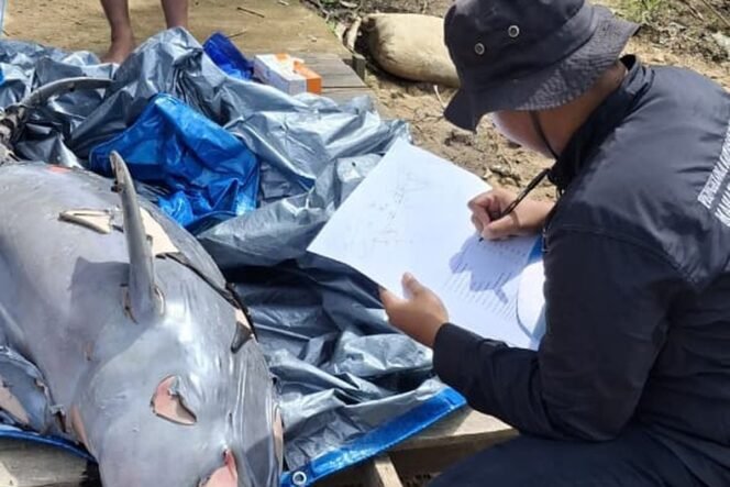 
 Alarm Darurat Pesut Mahakam! Lonjakan Tongkang Batu Bara Ancam Populasi yang Kritis