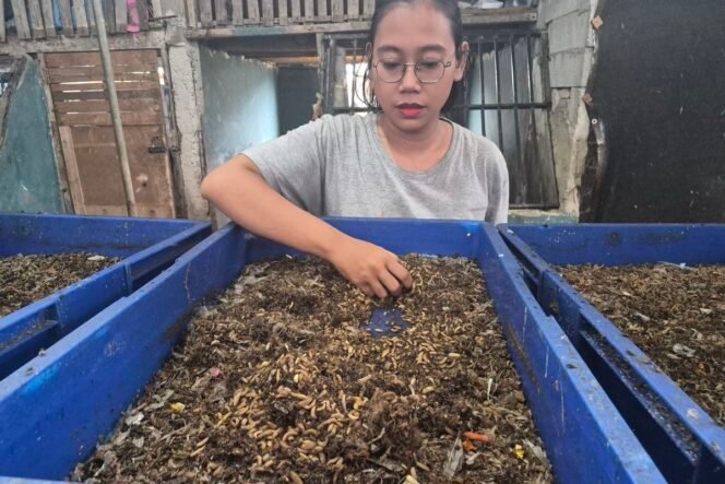 
 Maggot di Koja: Inovasi Warga Atasi 50 Ton Sampah Organik Per Hari