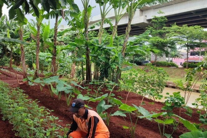 
 Transformasi Kolong Tol Becakayu Menjadi Kebun Sayur Urban oleh PPSU Jakarta Timur