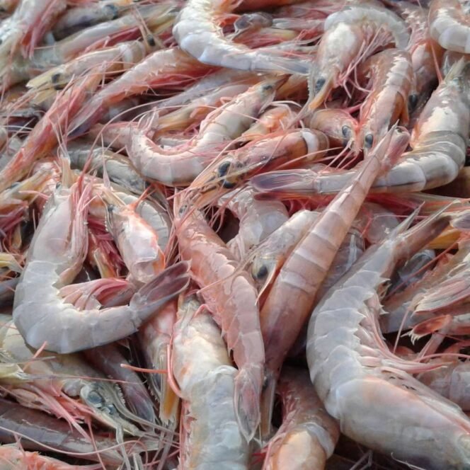 
 Industri Udang Terpukul: AS Tolak Udang Impor dari Indonesia, Ini Penyebabnya!