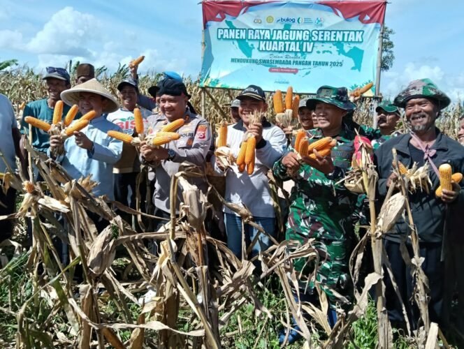 
 Panen Raya Jagung di Serang: Sinergi Polres dan Petani Wujudkan Ketahanan Pangan Nasional