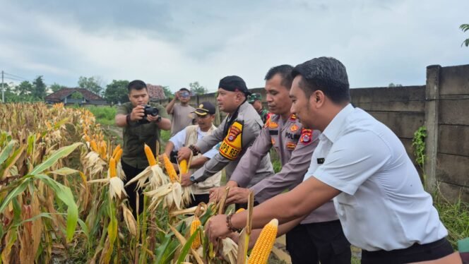 
 Panen Raya Jagung Kuarlat IV di Serang: Sinergi Polri-Petani Wujudkan Ketahanan Pangan