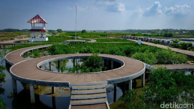 
 Transformasi Hijau Ketapang Mauk: Pesona Mangrove yang Menjaga Alam dan Menghidupkan Masyarakat