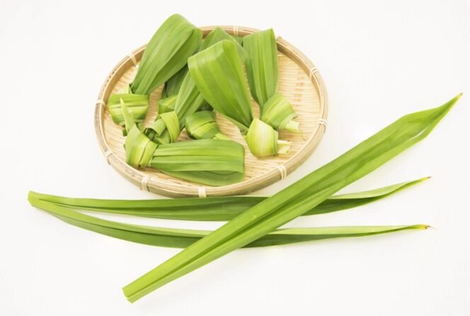 
 Kekuatan Tersembunyi Daun Pandan: 8 Manfaat Dahsyat untuk Kesehatan