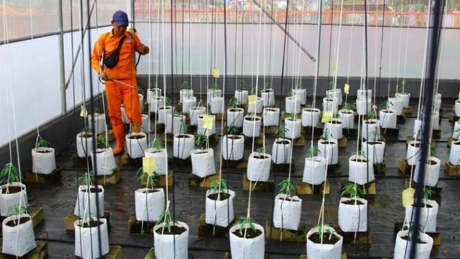 
 Greenhouse IoT di Kramat Jati: Terobosan Baru Pertanian Urban yang Efisien dan Berkelanjutan