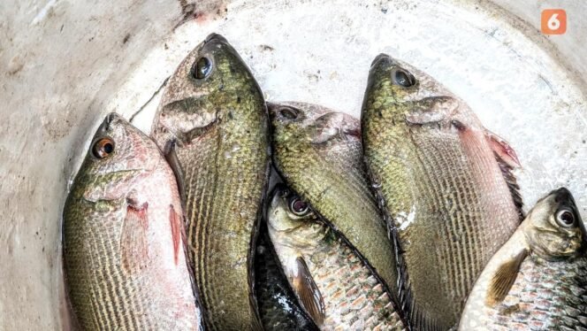 
 5 Cara Efektif Menghilangkan Bau Tanah pada Ikan agar Masakan Lebih Lezat