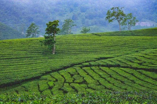 
 Terpikat Ketenangan Situ Patenggang: Pesona Kabut, Danau Sunyi, dan Hamparan Kebun Teh Ciwidey
