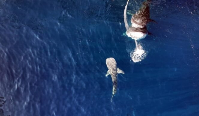 
 Penemuan Bayi Hiu Paus di Teluk Saleh Ungkap Misteri Awal Kehidupan Raksasa Laut