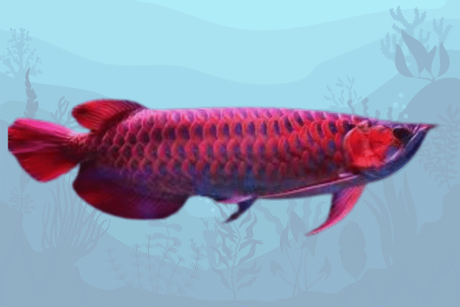 
 China Borong Arwana Indonesia, Nilainya Tembus Jutaan Dolar