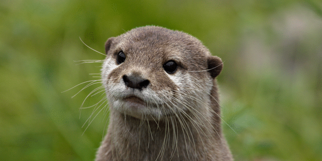 
 Bendungan Alami Berang-Berang Terbukti Mampu Memulihkan Ekosistem Sungai yang Rusak