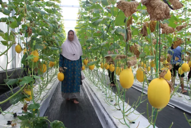 
 Panen Perdana Wisata Petik Melon di Desa Gaden, Klaten Diserbu Ribuan Pengunjung
