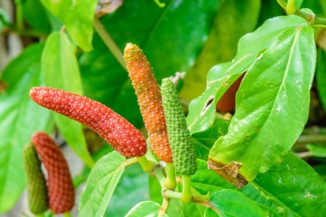 
 Cabai Jawa: Rempah Asli Nusantara yang Kembali Didorong oleh Petani