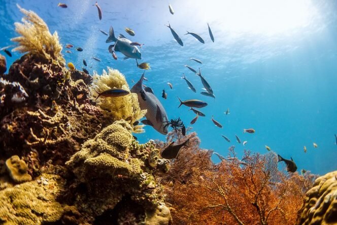 
 Raja Ampat Dipromosikan sebagai Destinasi Selam Impian bagi Wisatawan Australia