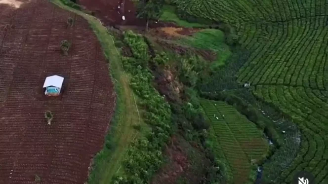 
 Transformasi Kebun Teh Mati Suri Jadi Lahan Murbei Produktif di Sukabumi