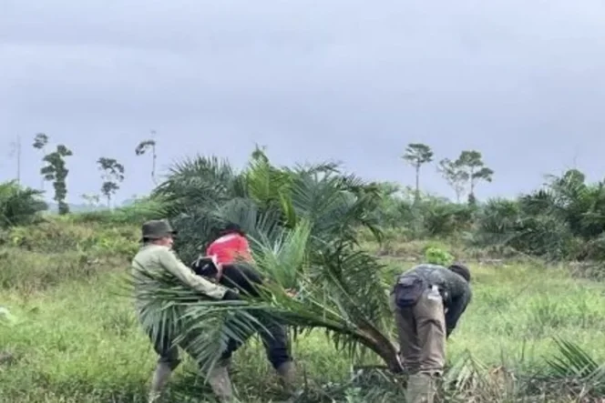 
 TNBS Bersihkan 98,8 Hektare Sawit Ilegal, Lindungi Ekosistem Rawa Gambut Sumatera