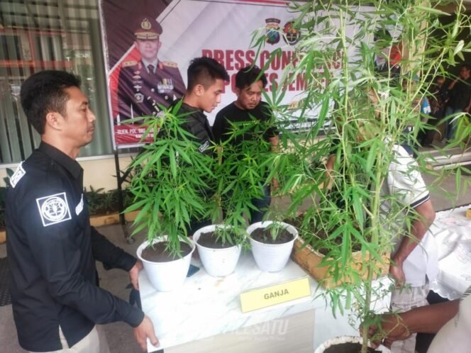 
 Eksperimen Terlarang di Jombang, Petani Ganja Sulap Rumah Kontrakan Jadi Greenhouse
