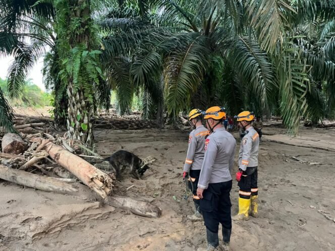 
 Den K9 Baharkam Polri Temukan Satu Korban Bencana di Batang Toru Setelah Penyisiran Intensif