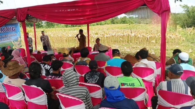 
 Polres Serang Panen Jagung 20 Ton, Dorong Ketahanan Pangan dan Pemberdayaan Petani Desa