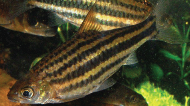 
 Penemuan Ikan Endemik Baru di Sungai Mahakam Tambah Kekayaan Biodiversitas Kalimantan