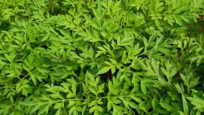 
 Manfaat Daun Kenikir untuk Kesehatan: Nutrisi, Antioksidan, dan Dukungan Ginjal