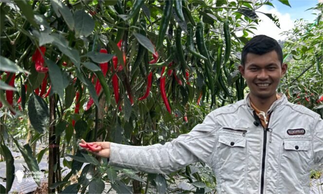 
 Cara Efektif Mengatasi Lalat Buah dan Ulat pada Cabai Merah Besar di Musim Hujan