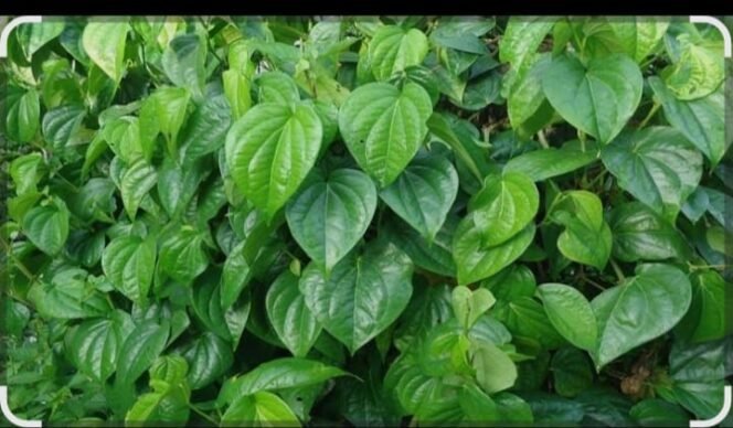 
 Inovasi Pewangi Ruangan Alami: Manfaat Air Rebusan Daun Sirih untuk Kesehatan dan Kebersihan